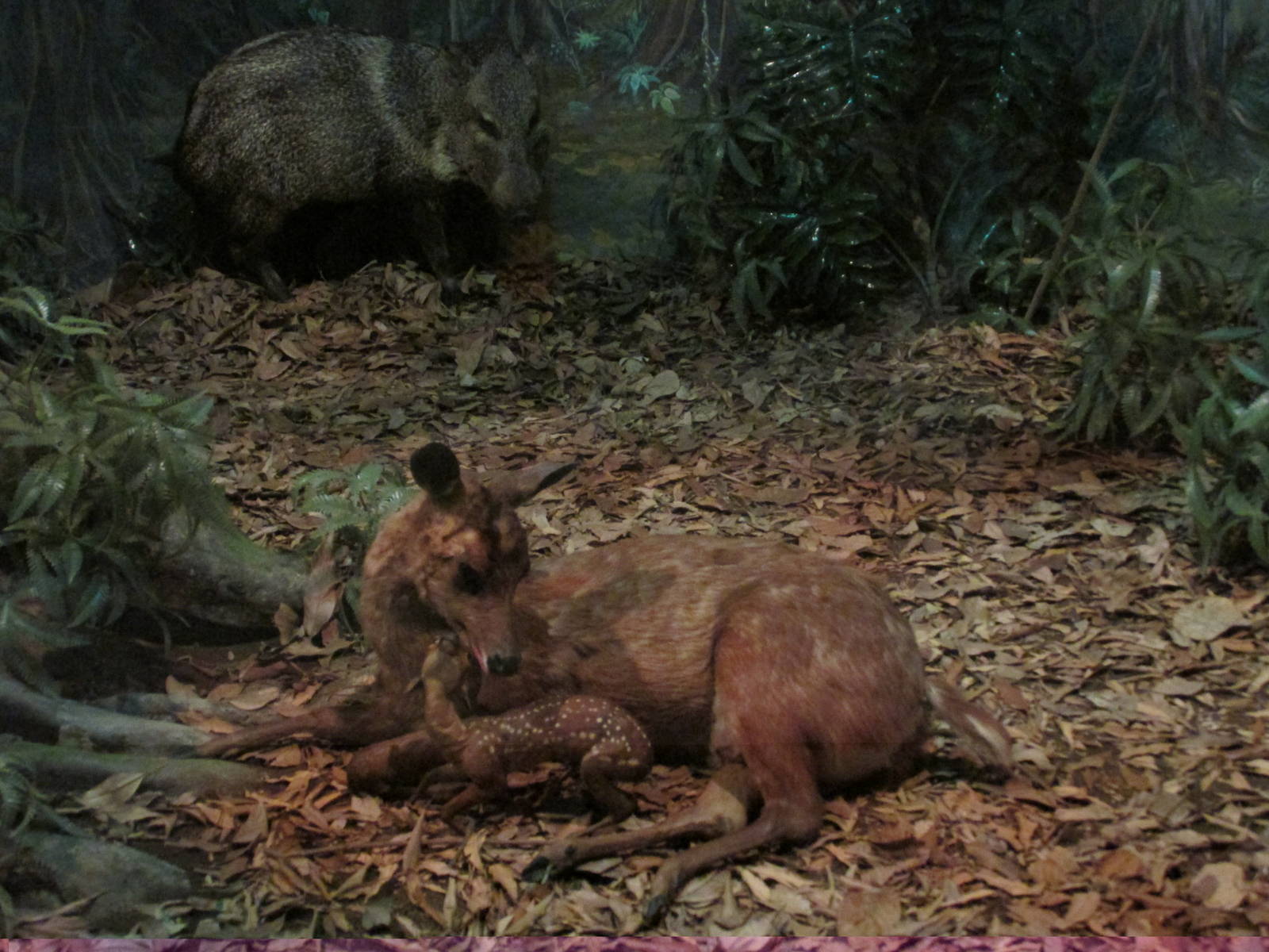 mexican brocket deer and collared peccary museo de historia natural