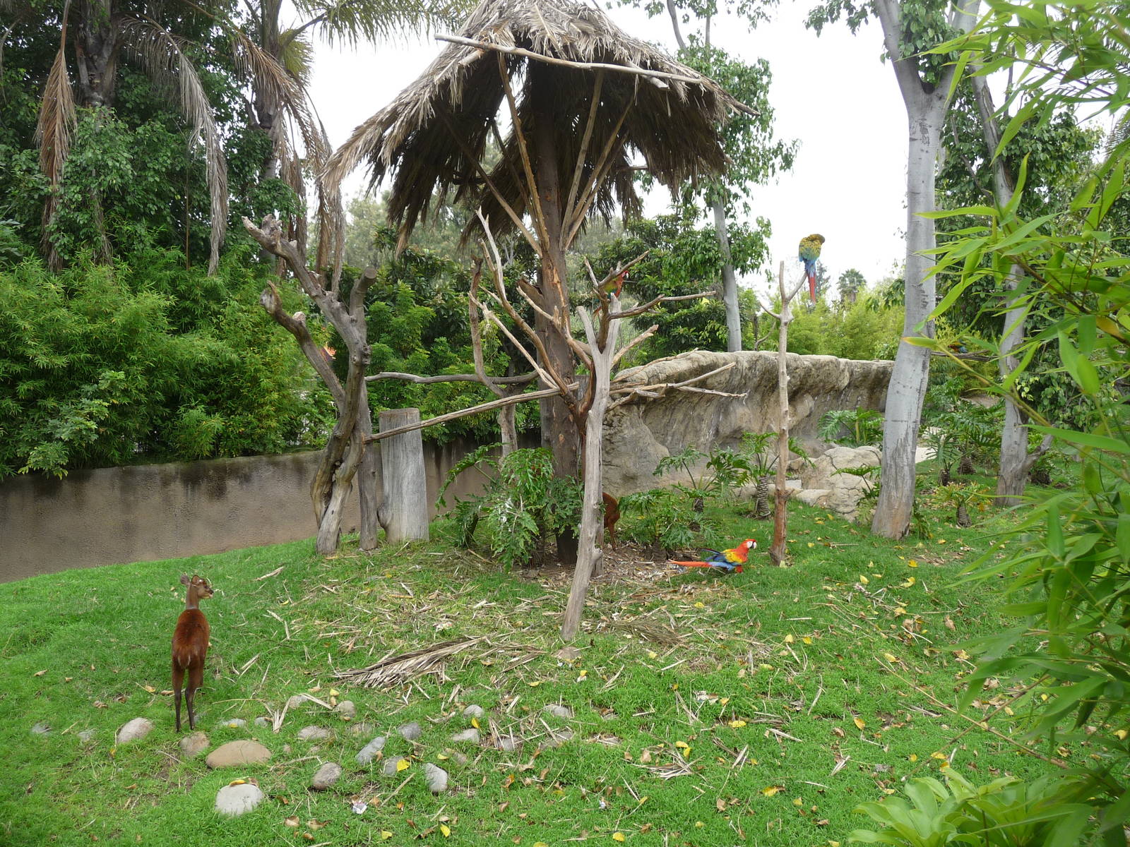 mexican brocket deer and macaws exhibit zoologico de aragon