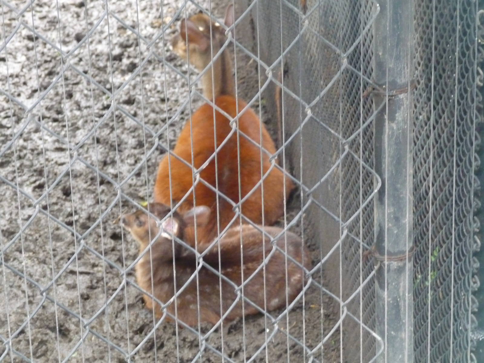 mexican brocket deer chapultepec zoo, doe and fawn