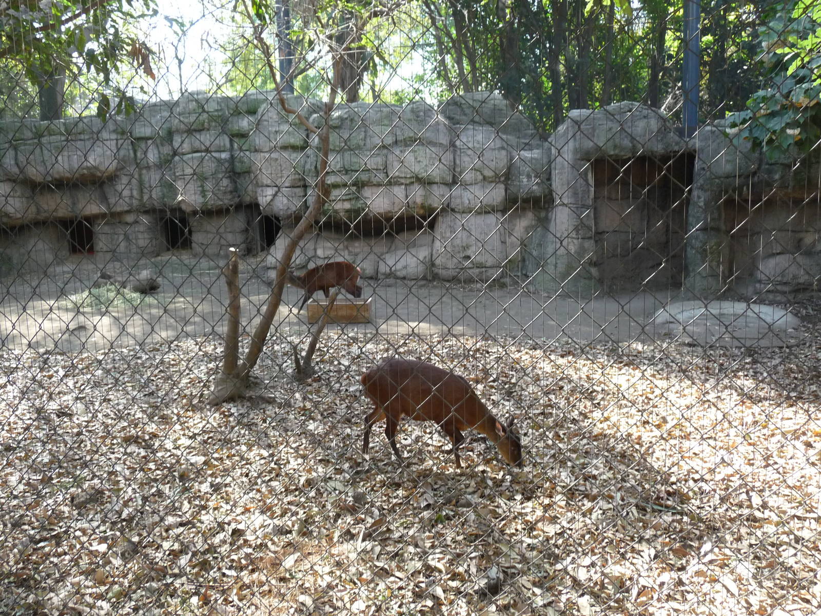 mexican brocket deer chapultepec zoo
