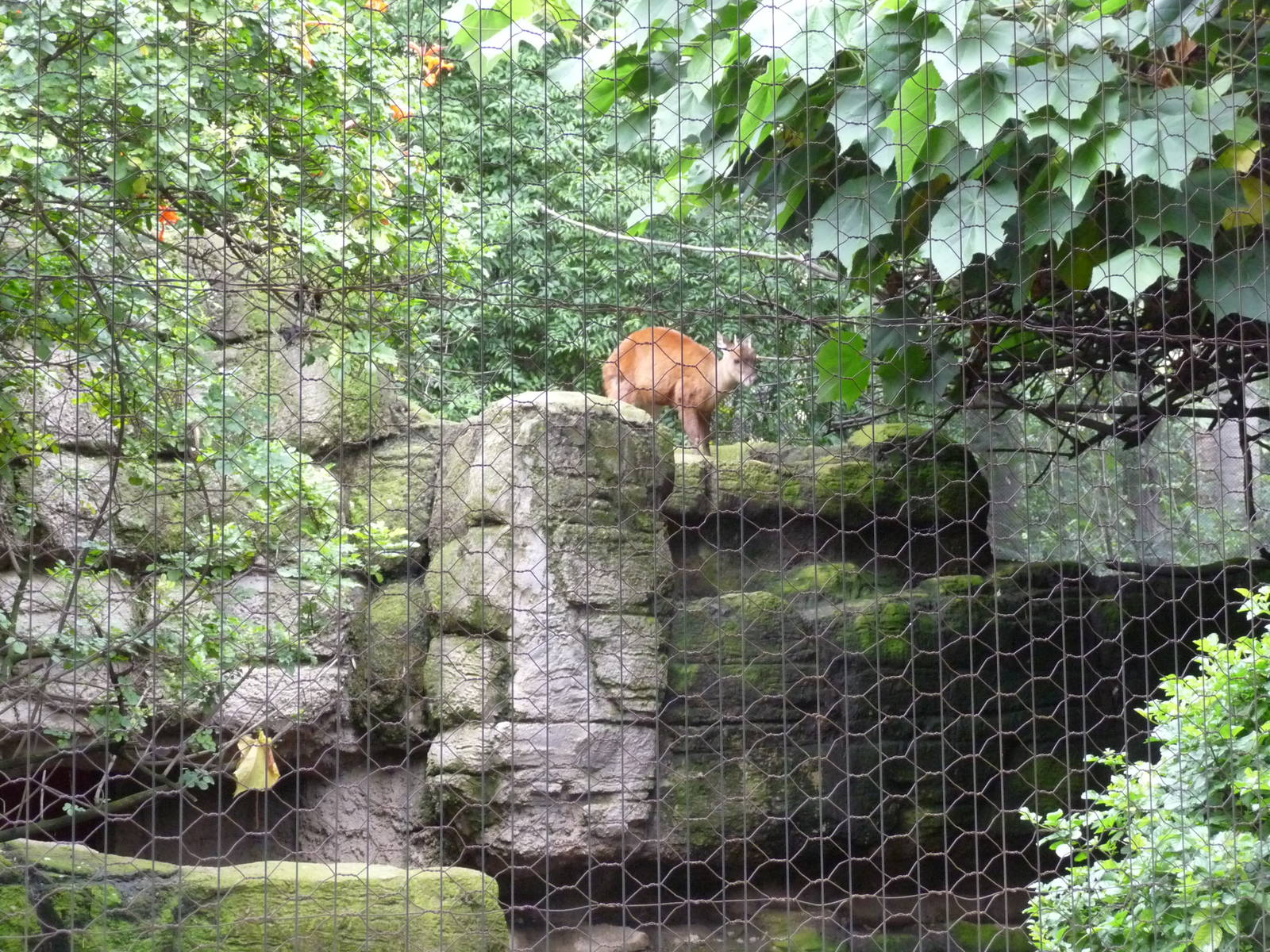 Mexican Brocket Deer Chapultepec Zoo