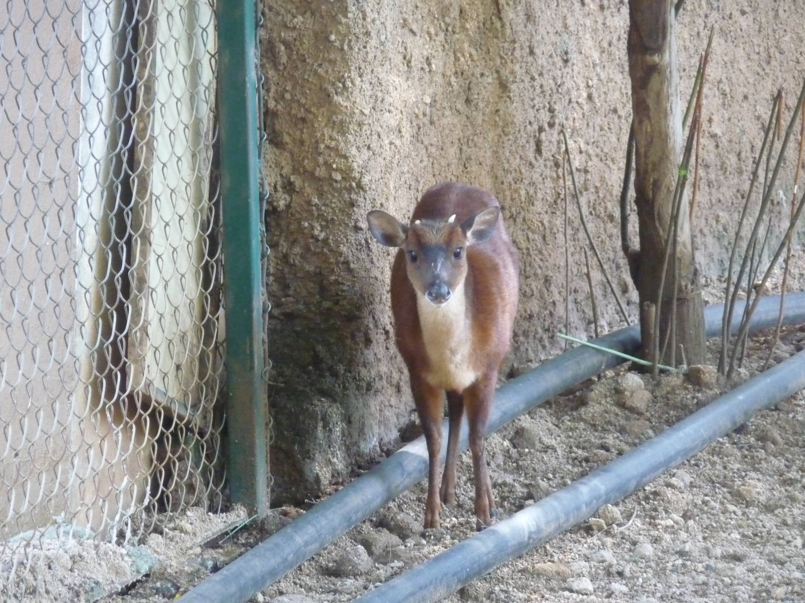 mexican brocket deer morelia zoo