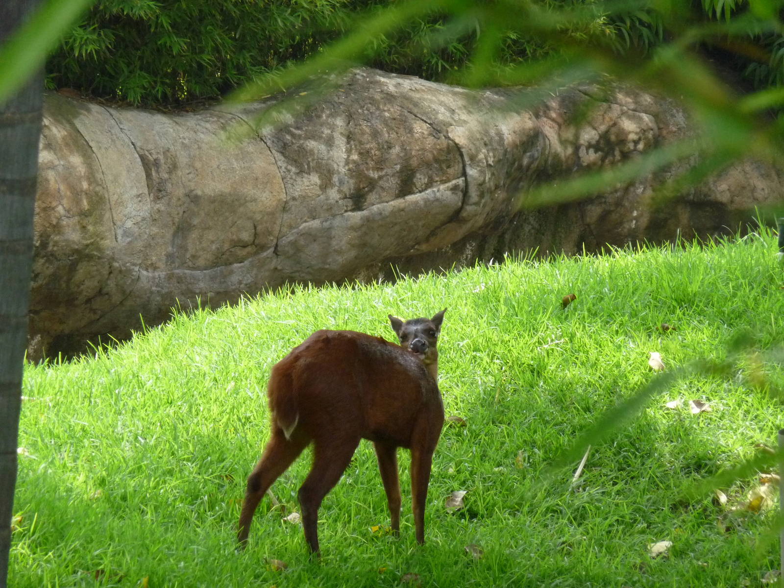 mexican brocket deer san juan de aragon zoo
