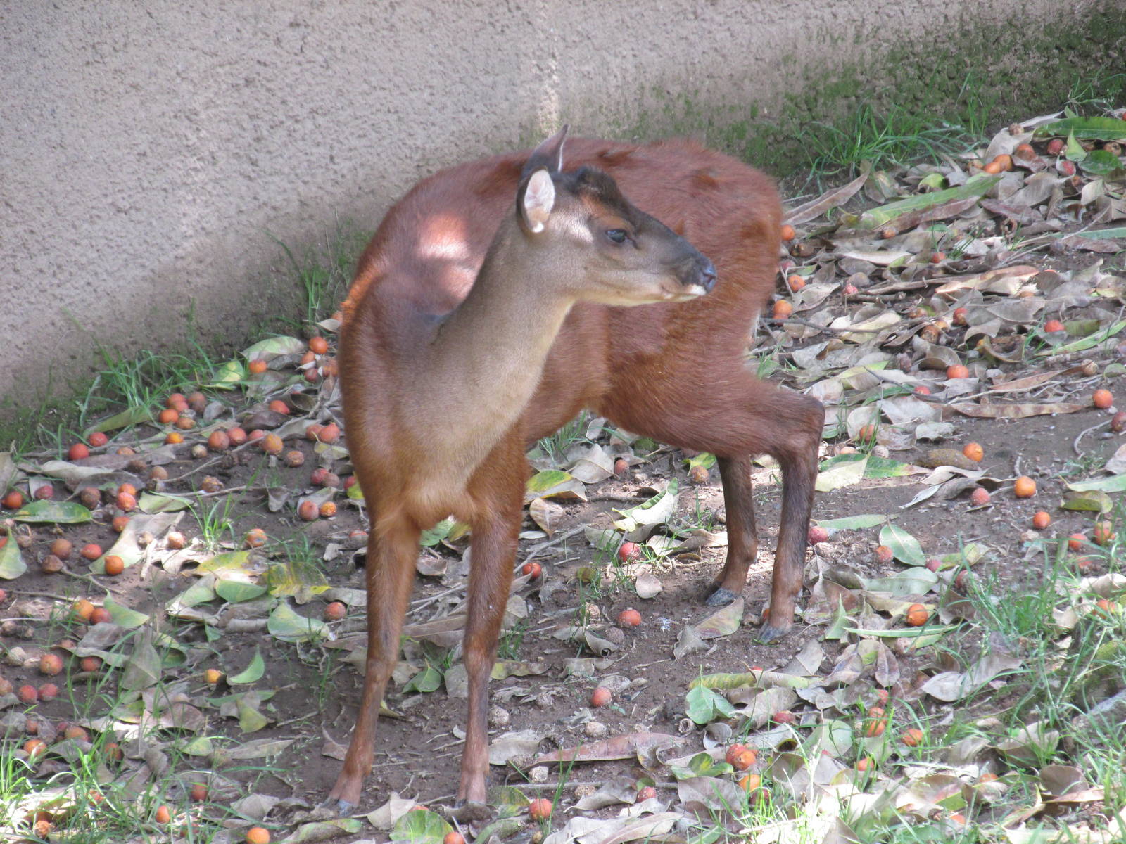 mexican brocket deer san juan de aragon zoo