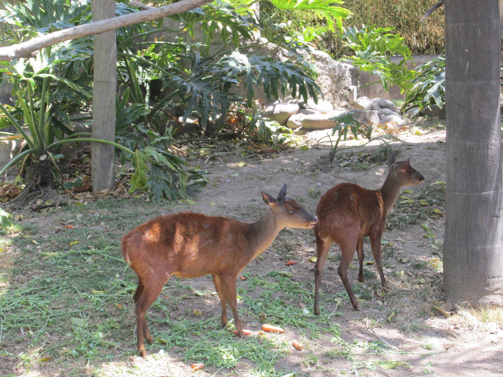 mexican brocket deer san juan de aragon zoo