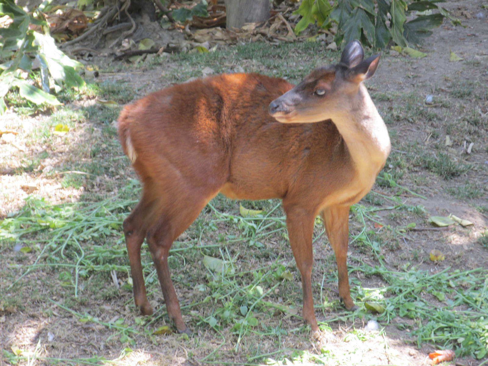 mexican brocket deer san juan de aragon zoo