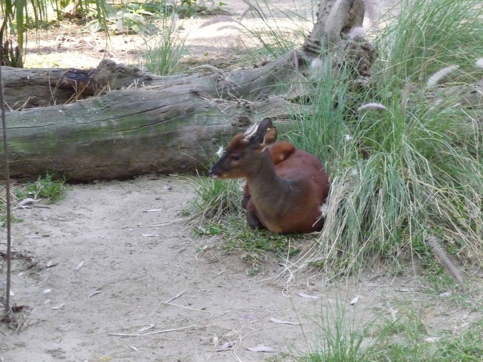 mexican brocket deer  zoo leon