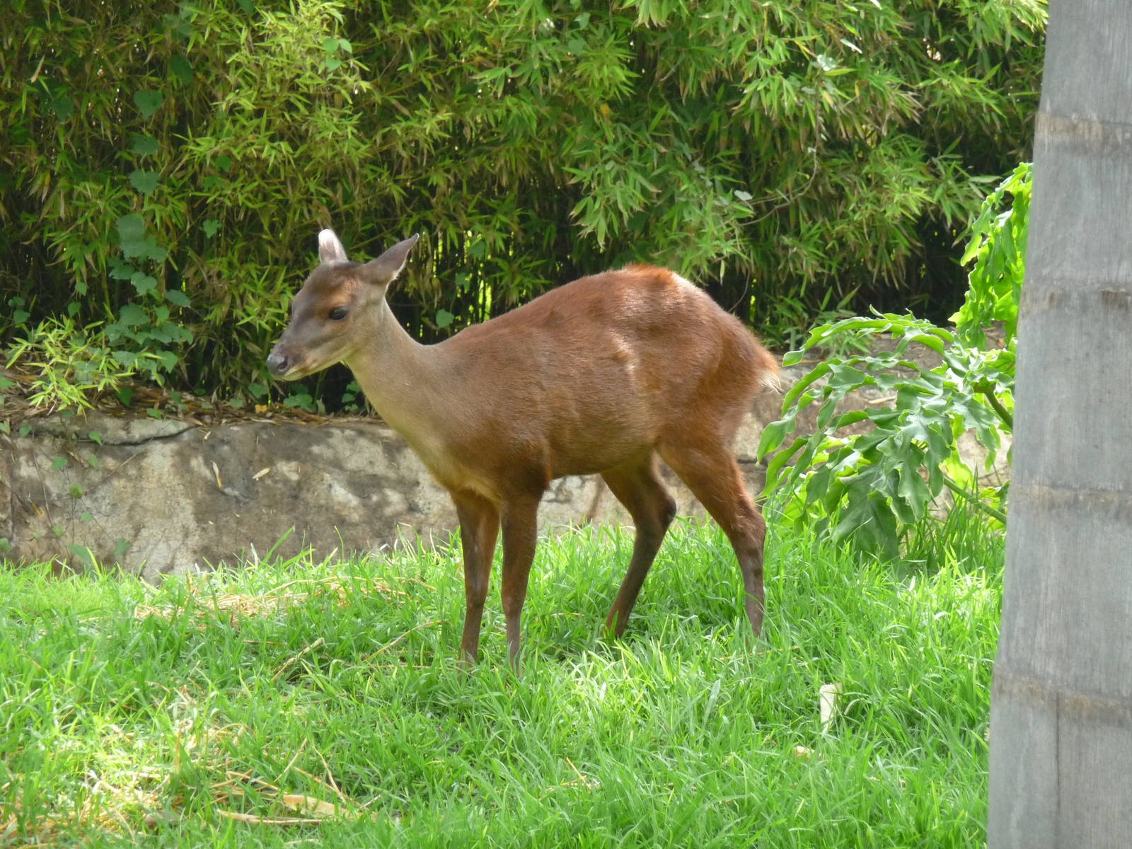 mexican brocket deer zoologico de aragon