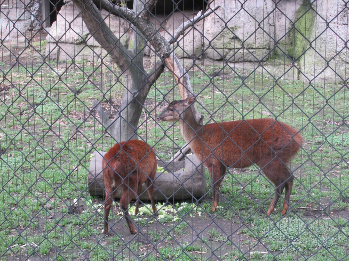 mexican brocket deer