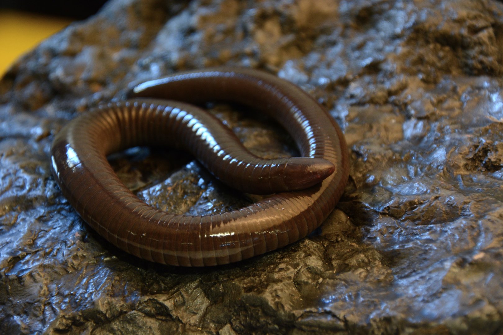 Mexican burrowing caecilian (Dermophis mexicanus)