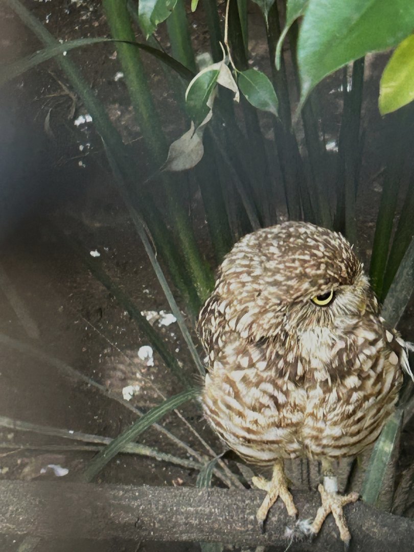 Mexican burrowing owl
