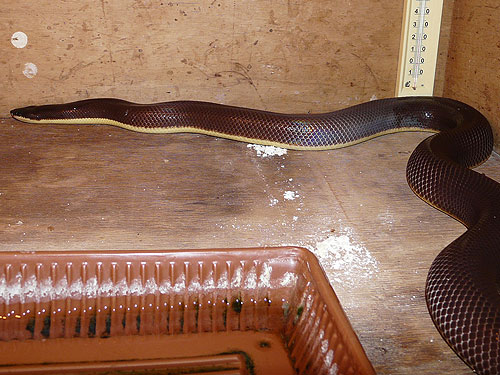 Mexican Burrowing Python in Kishinev Zoo