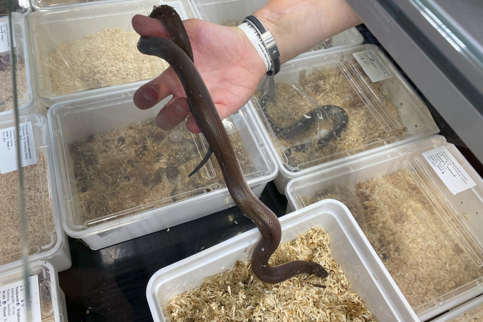 Mexican burrowing python (Loxocemus bicolor)