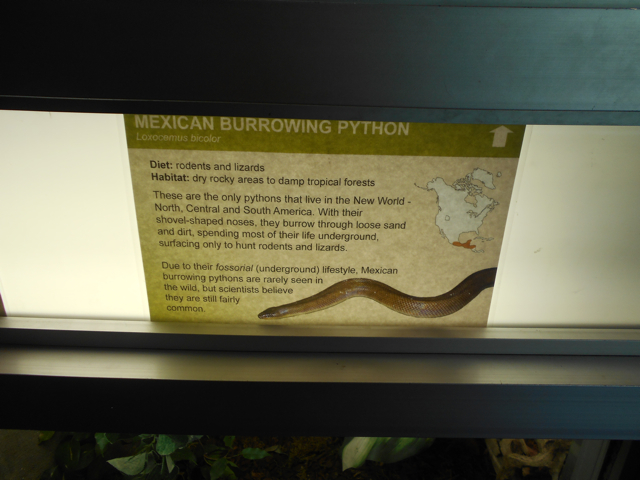 Mexican burrowing python sign