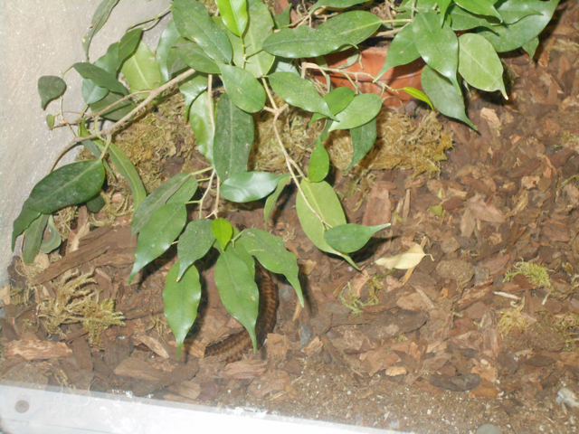 Mexican burrowing python