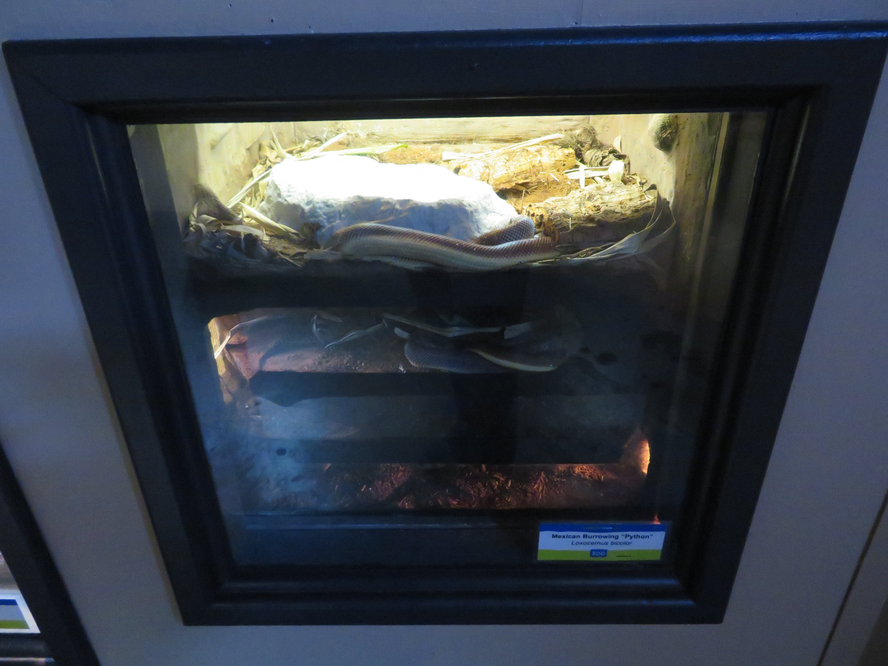 Mexican Burrowing Pythons