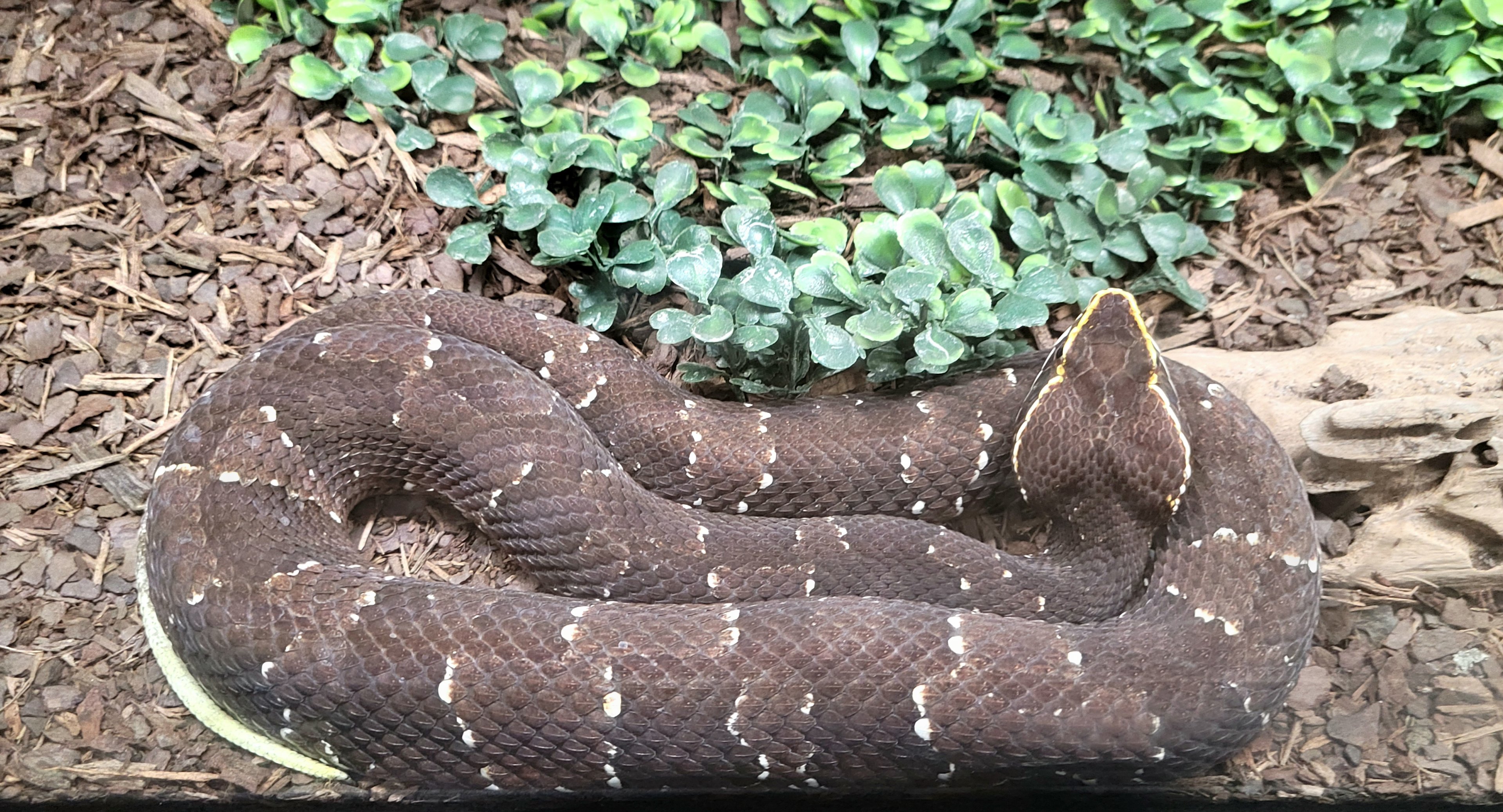 Mexican Cantil - Bee City Zoo - March 2025