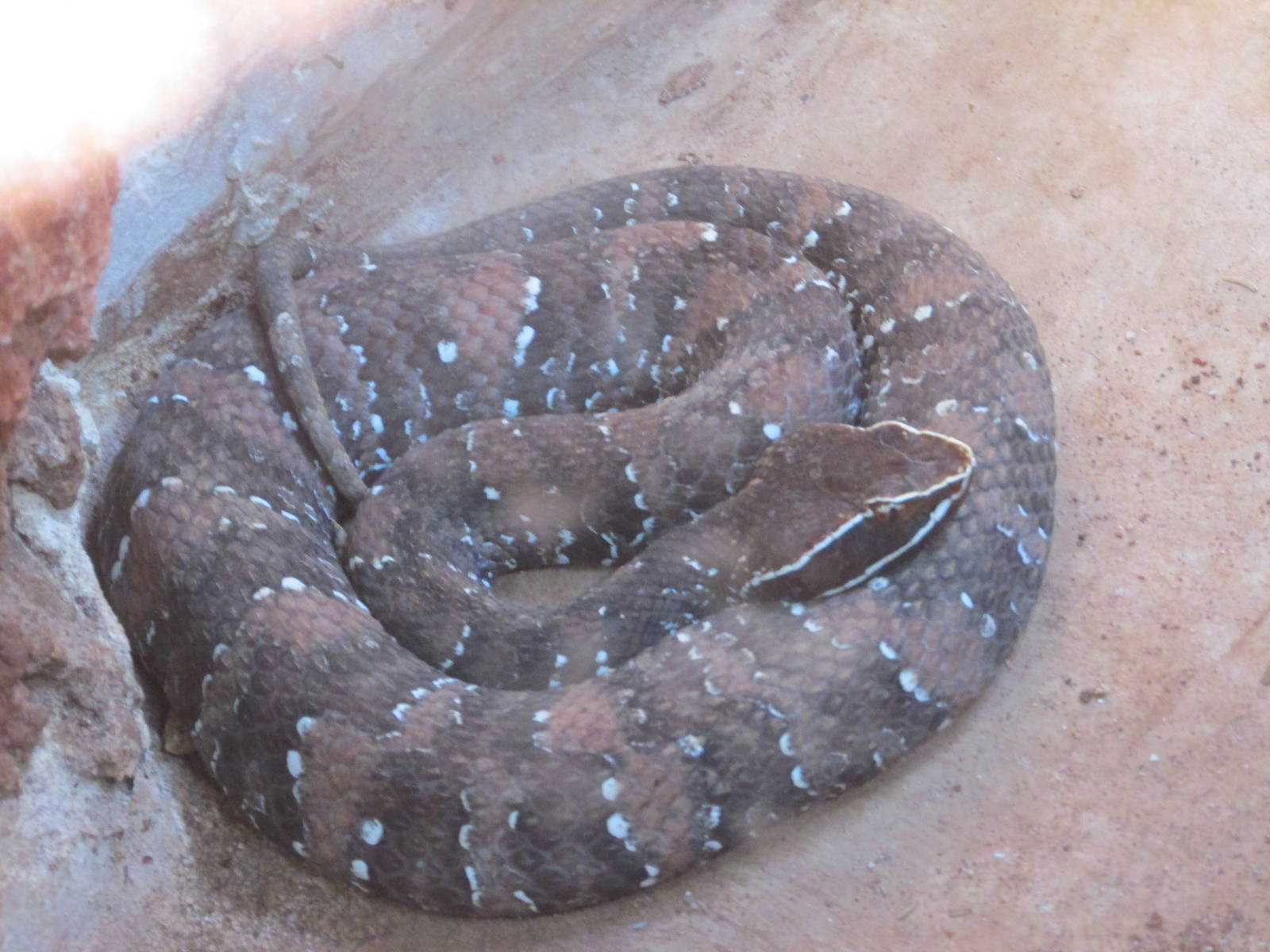 mexican cantil centenario zoo