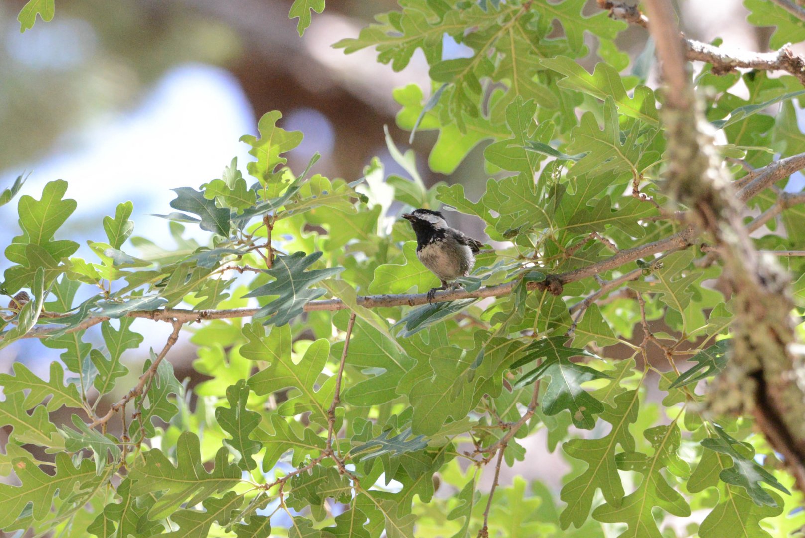 Mexican Chickadee- Poecile sclateri