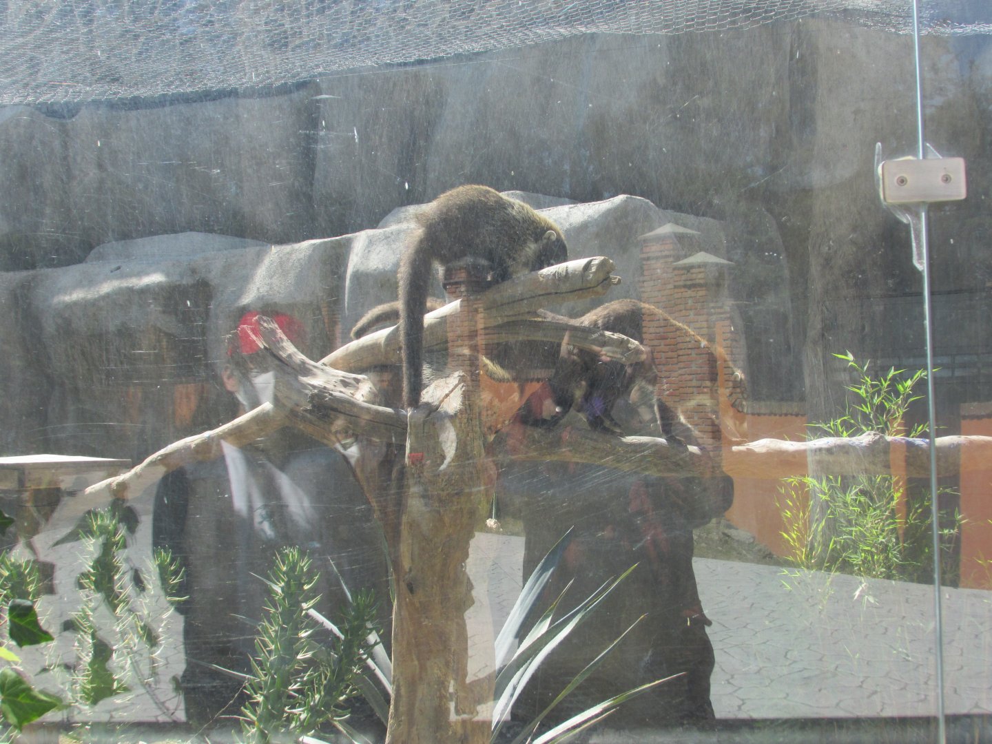 mexican coati exhibit