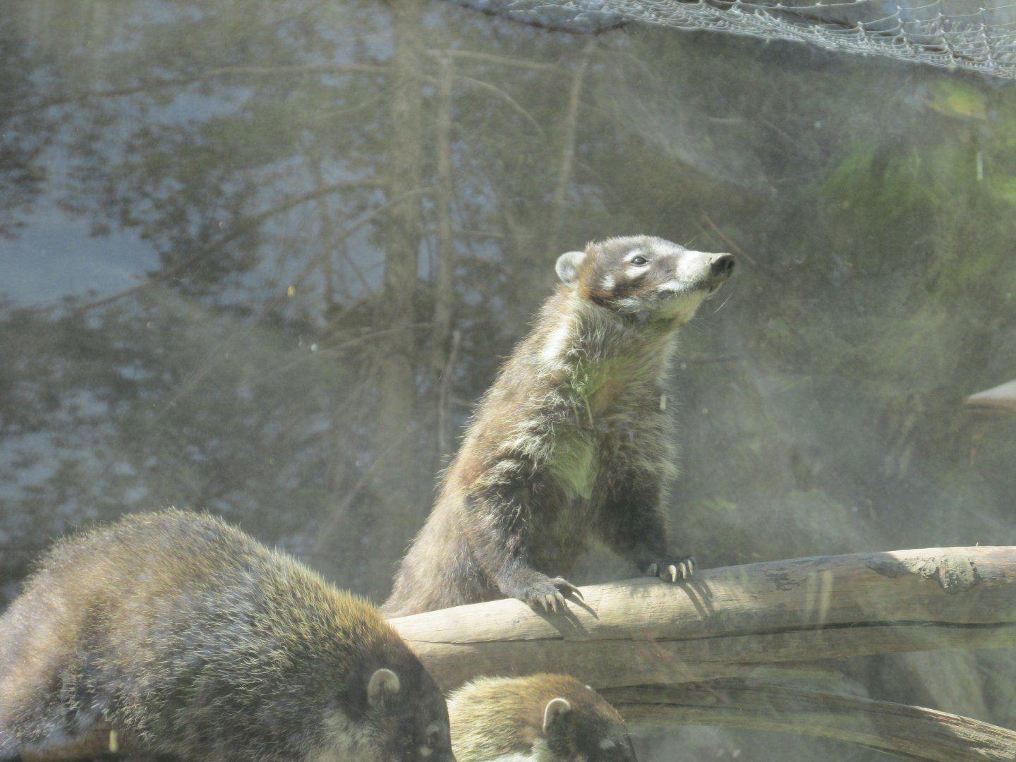 mexican coati