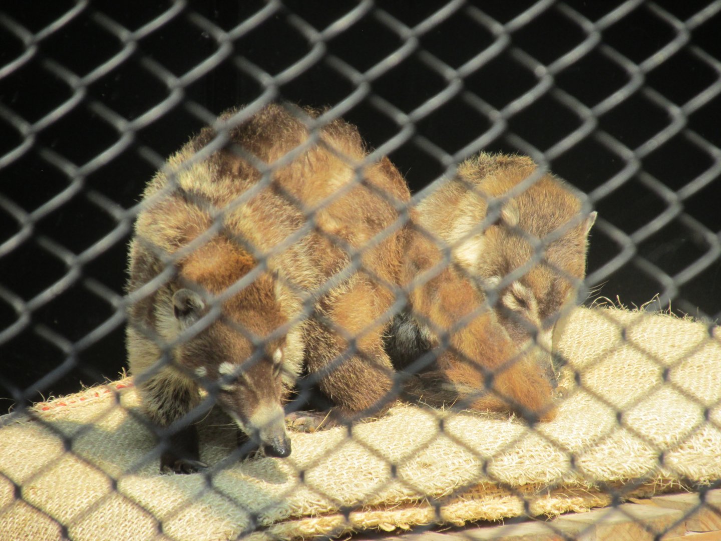 mexican coatis