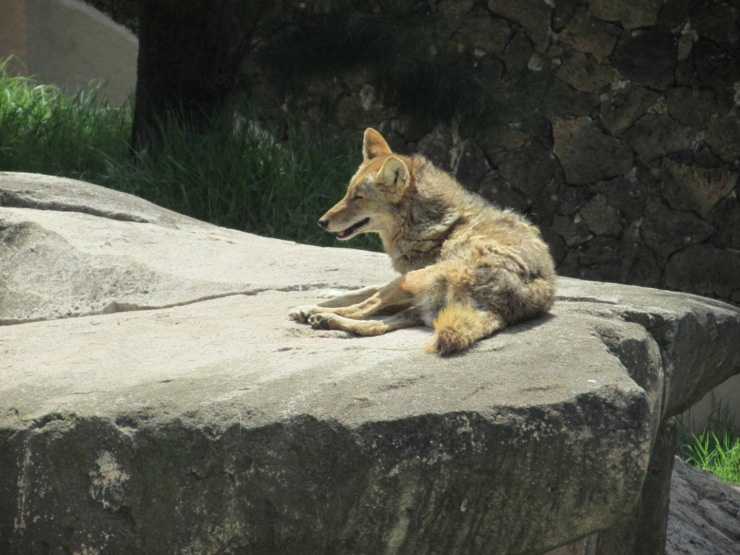 mexican coyote
