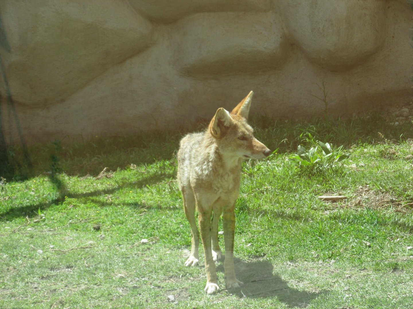mexican coyote