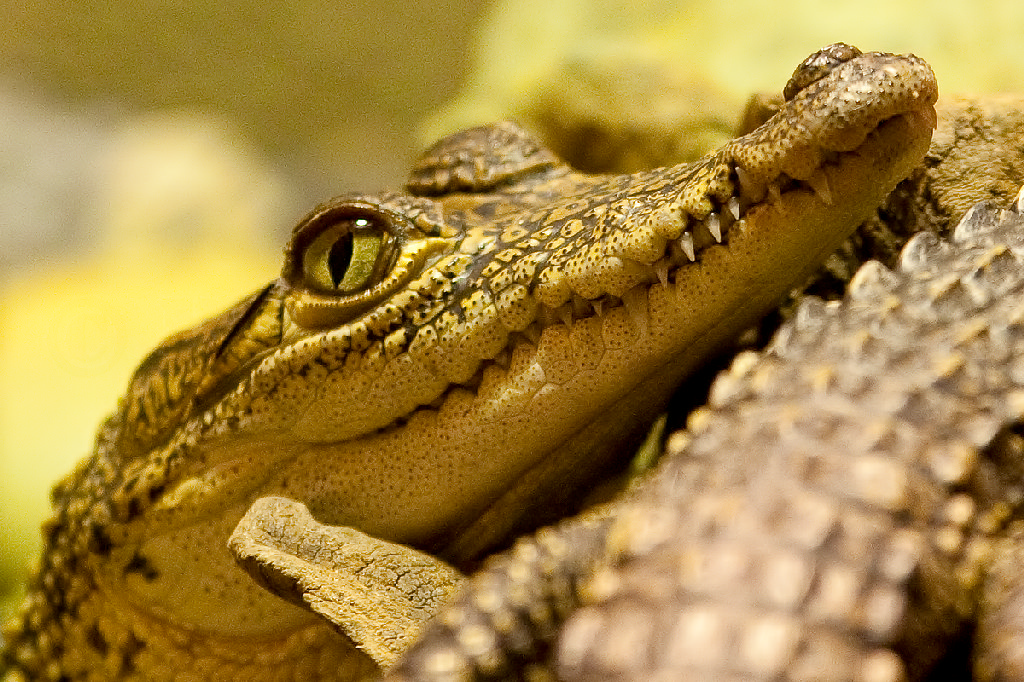 Mexican Crocodile Young