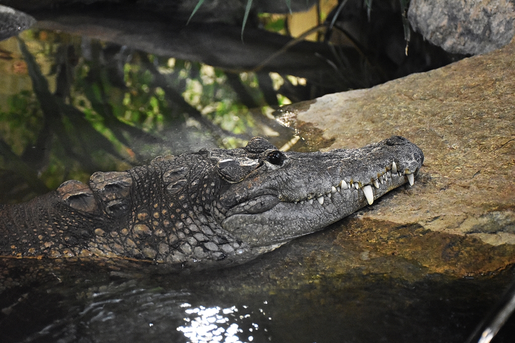 Mexican crocodile