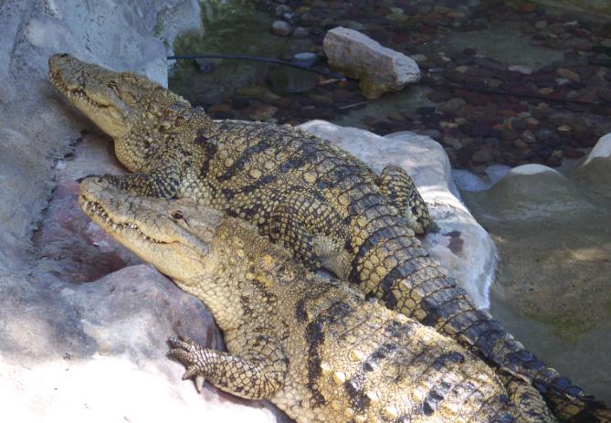 Mexican Crocodiles