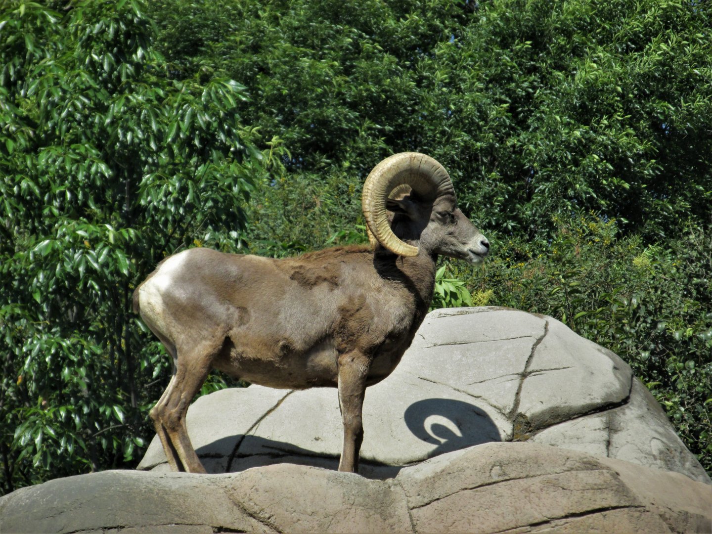 mexican desert bighorn sheep