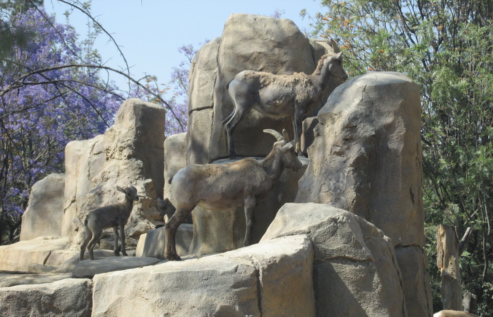 Mexican desert bighorn sheep