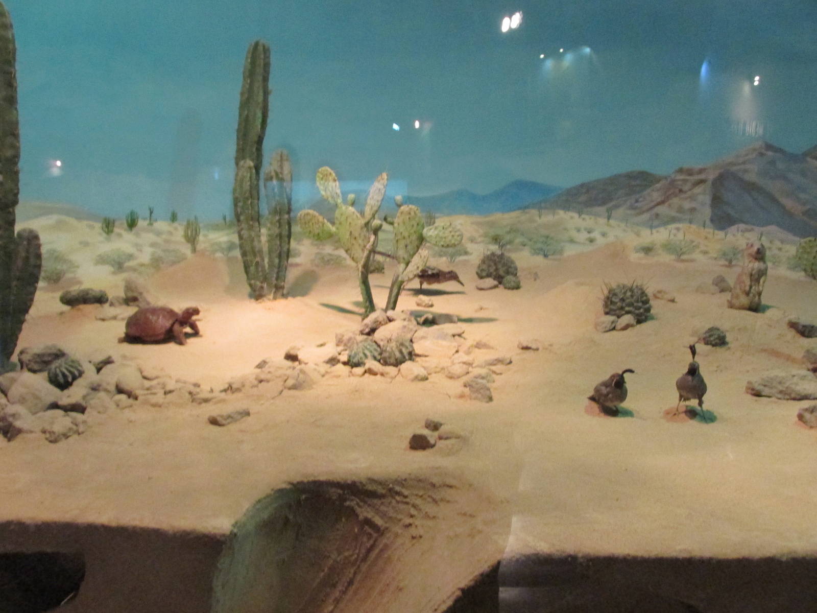 mexican desert museo de historia natural