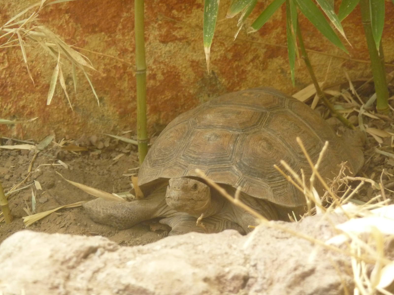 mexican desert tortoise  gopherus flavomarginatus zoologico de irapuato