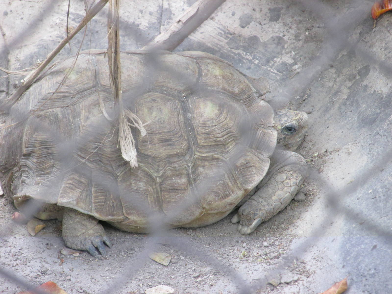 mexican desert tortoise guadalajara zoo