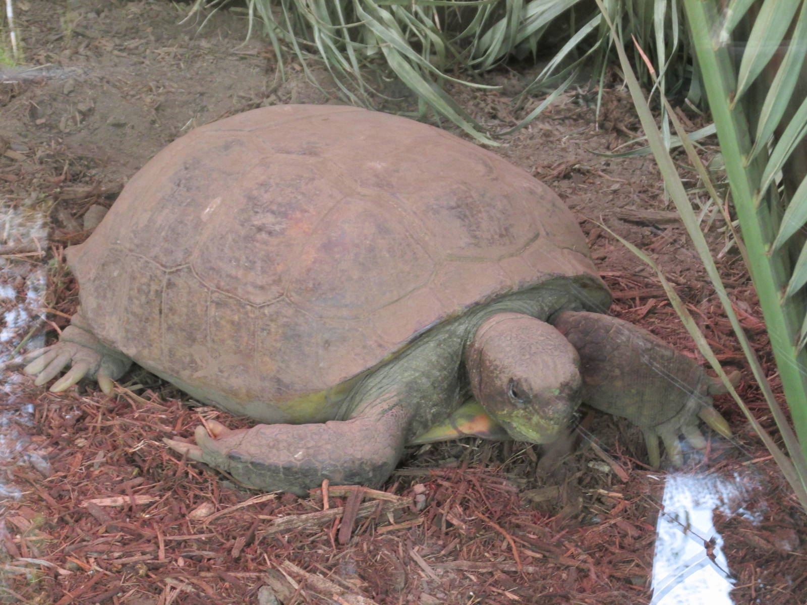 mexican desert tortoise san juan de aragon zoo