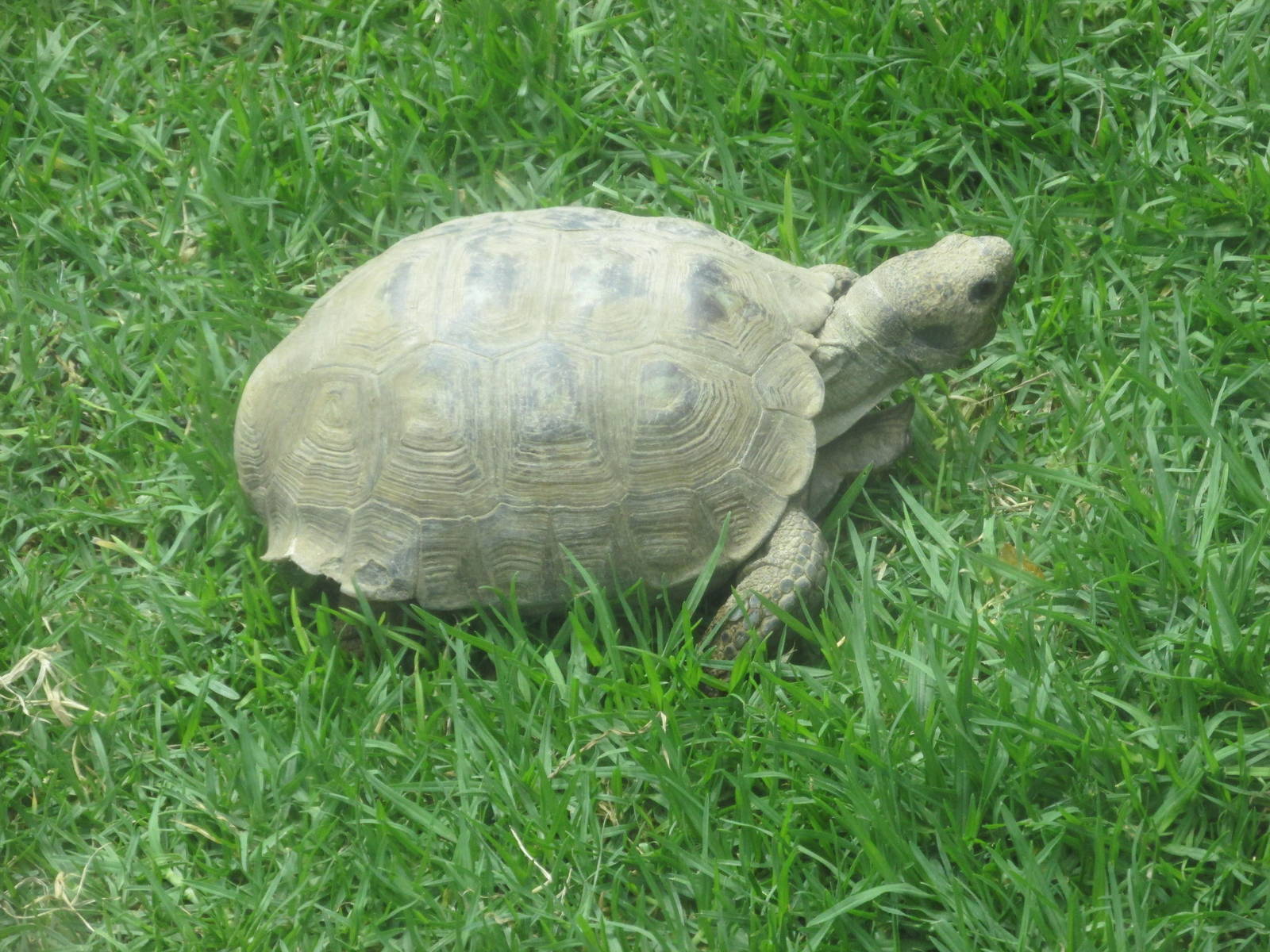 mexican desert tortoise zoologico del altiplano