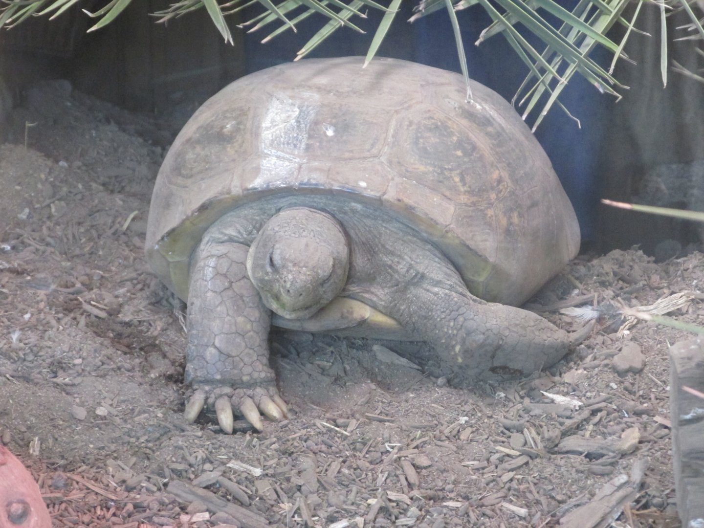 mexican desert tortoise