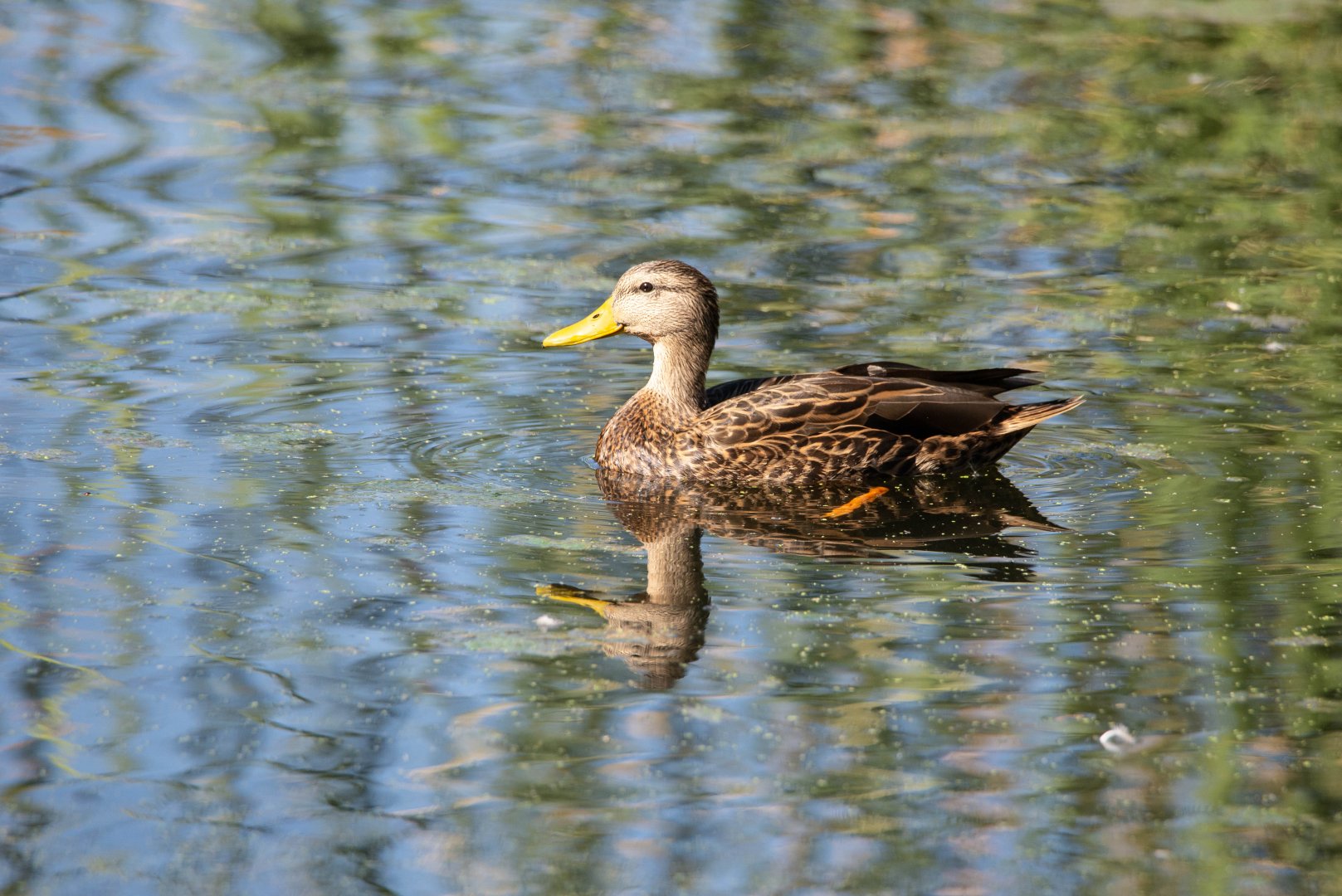 Mexican Duck- Anas diazi