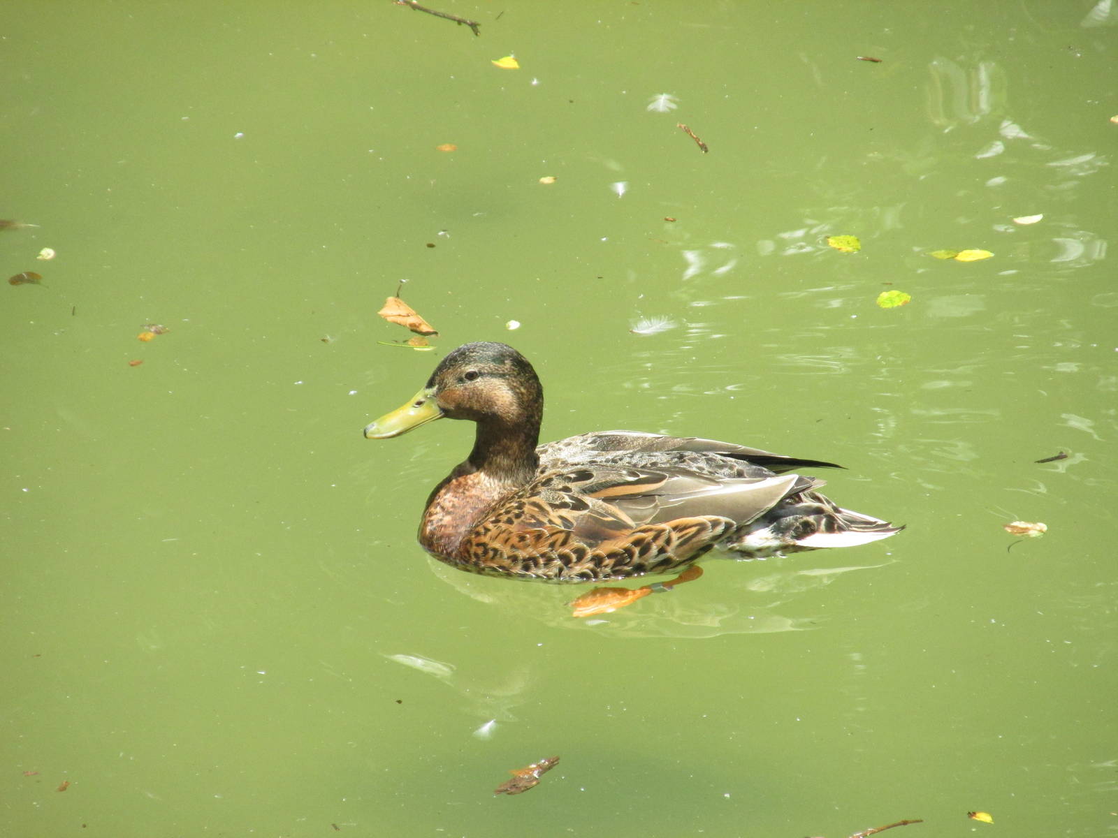 mexican duck chapultepec zoo