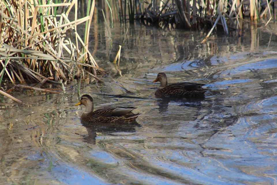 Mexican Ducks