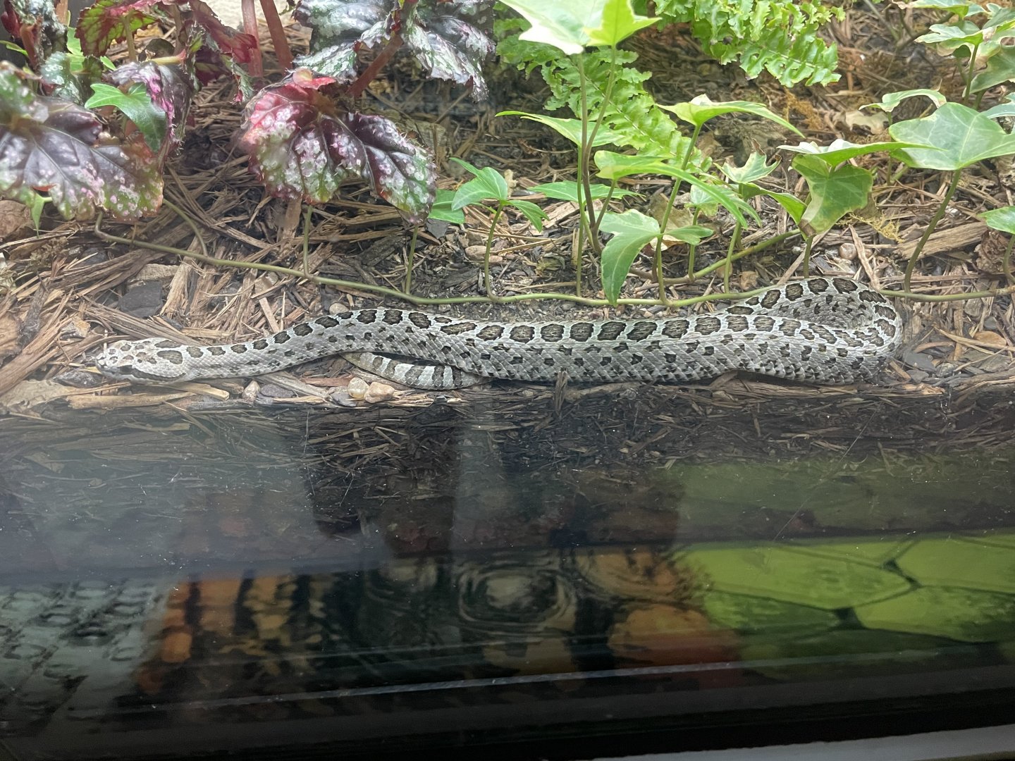 Mexican dusky rattlesnake (Crotalus armstrongi)