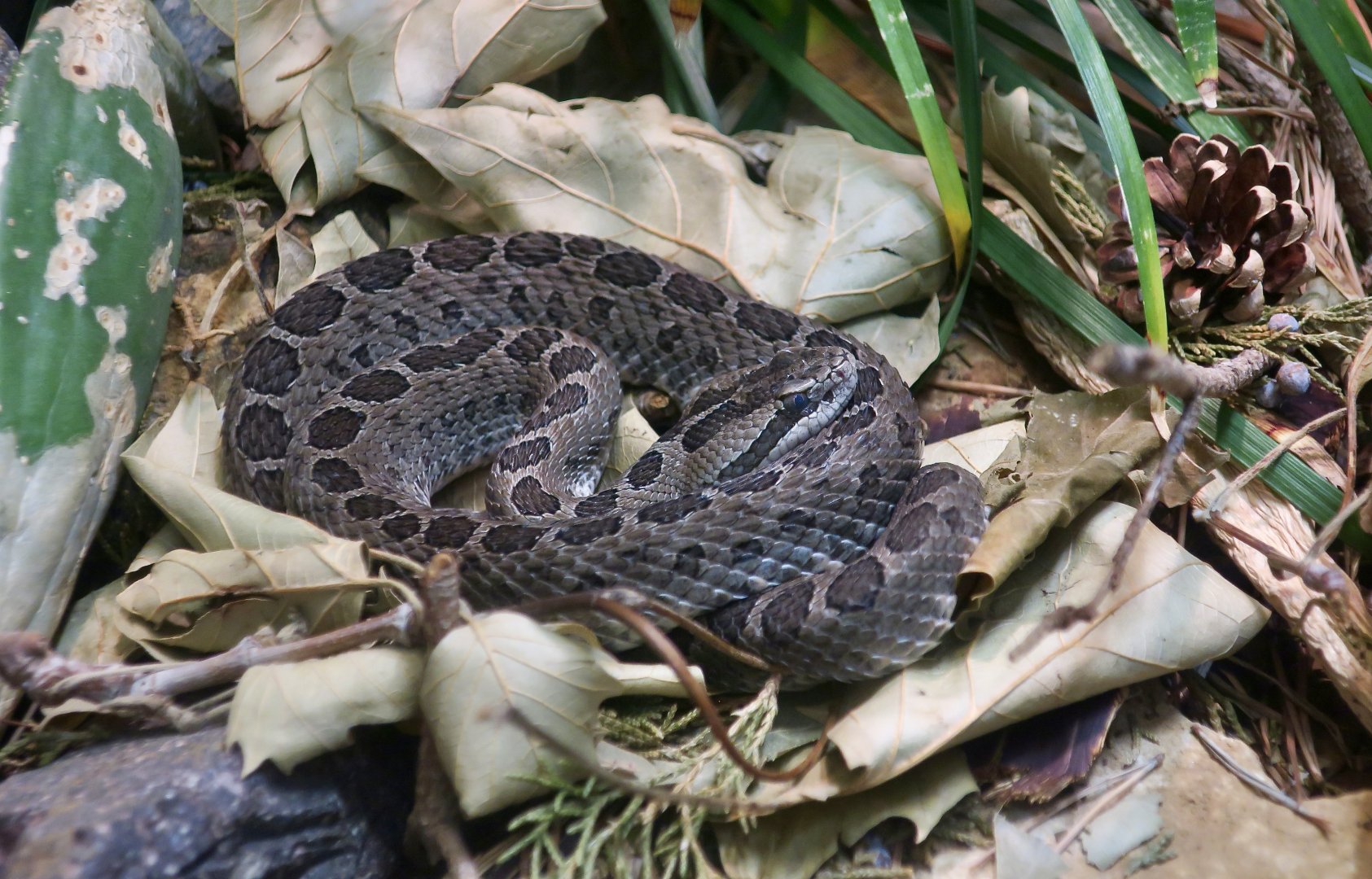 Mexican Dusky Rattlesnake (Crotalus triseriatus triseriatus)