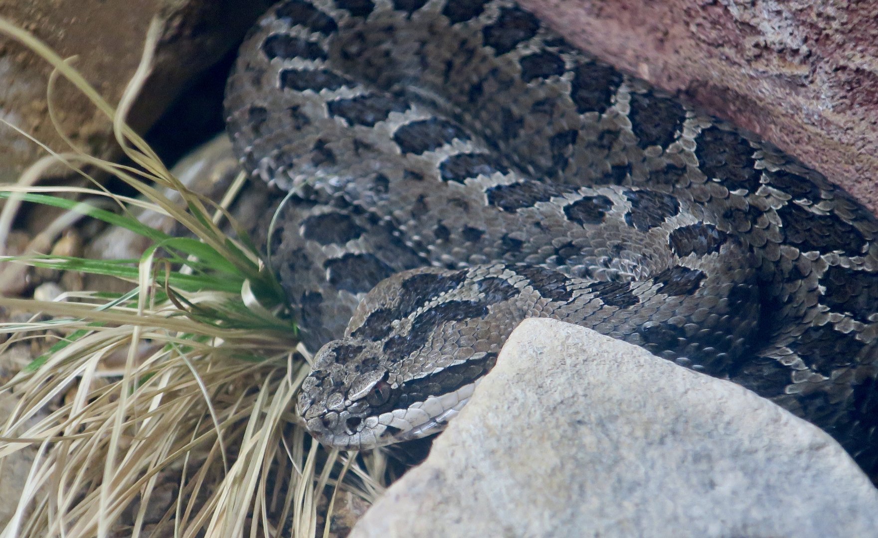 Mexican Dusky Rattlesnake (Crotalus triseriatus)