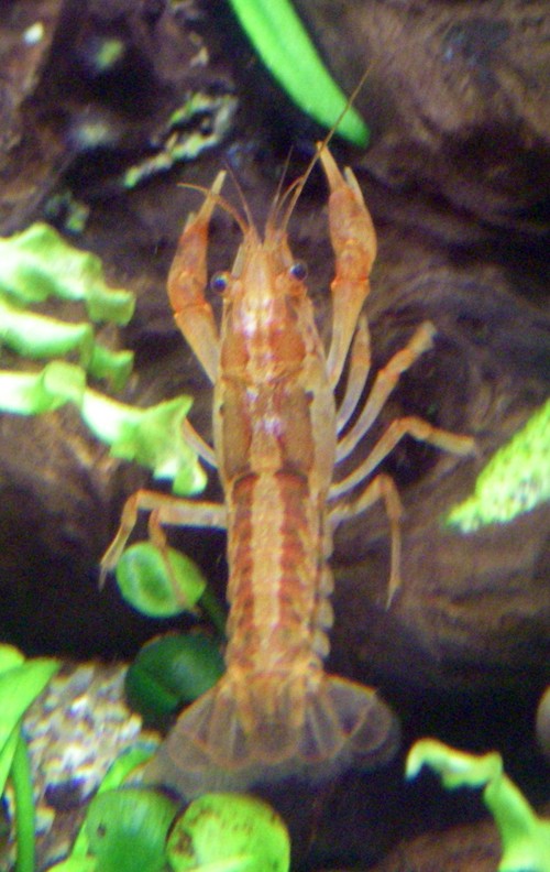 Mexican Dwarf Crayfish (Cambarellus patzcuarensis)