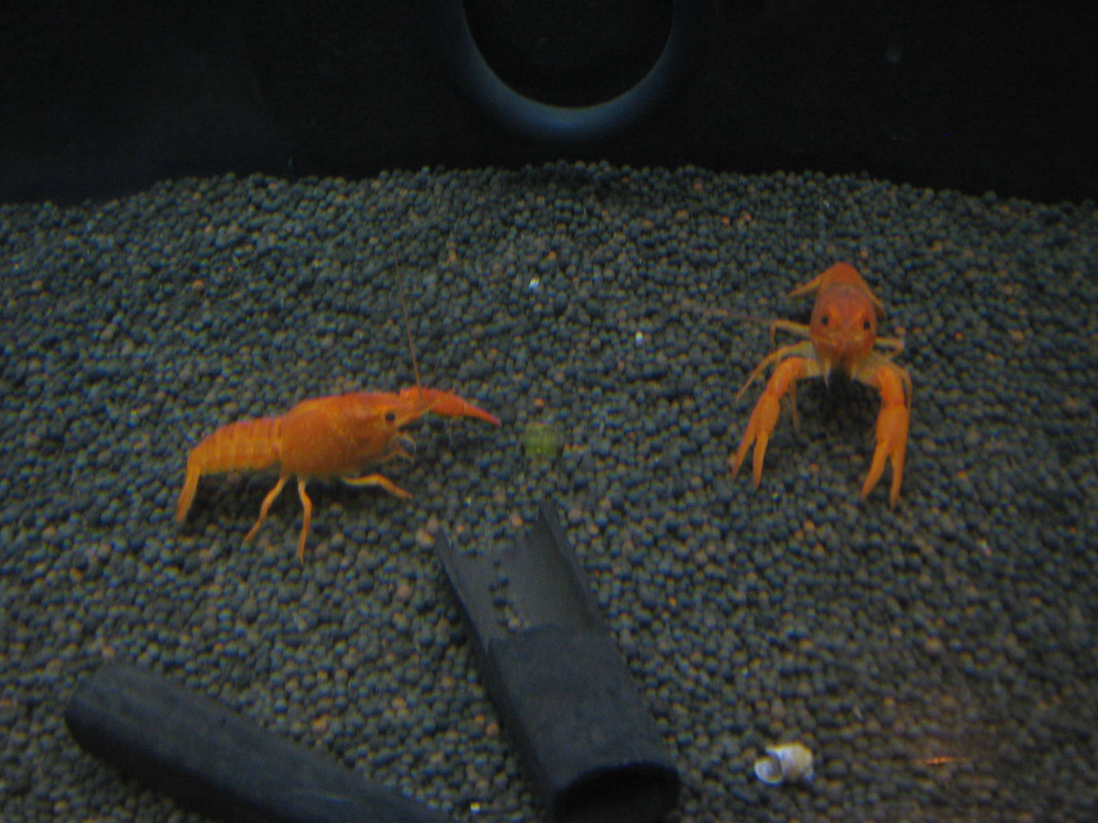 Mexican dwarf orange crayfish (Cambarellus patzcuarensis)
