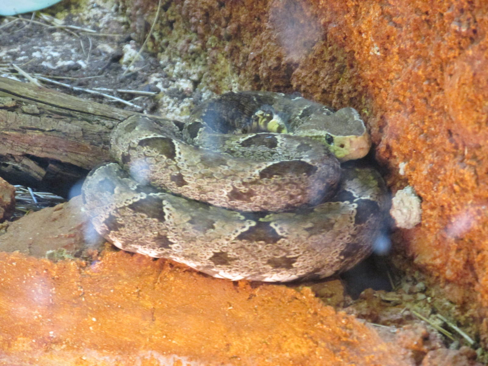 mexican fer de lance centenario zoo