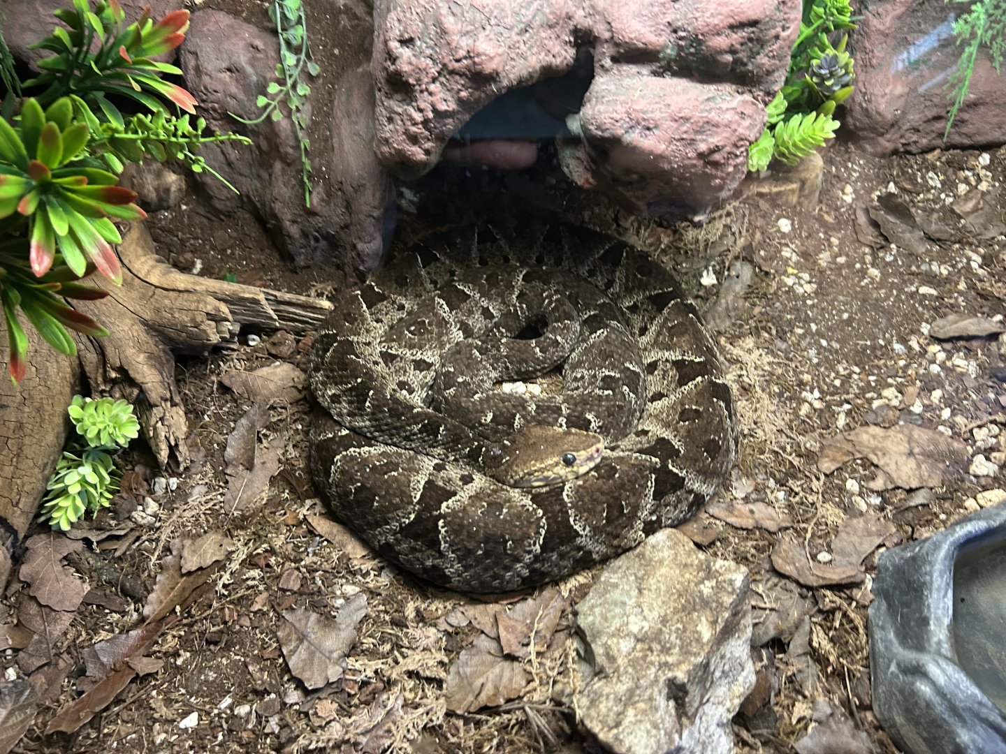 mexican fer de lance