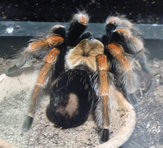Mexican fire leg tarantula (Aphonopelma bicoloratum)